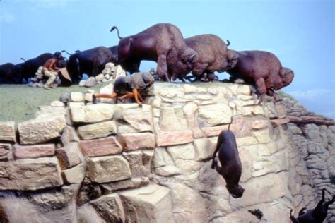 Buffalo Jumps - All About Bison