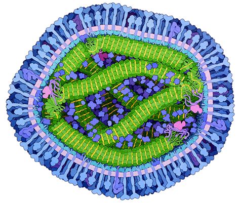 PDB-101: Goodsell Gallery: Measles Virus Proteins