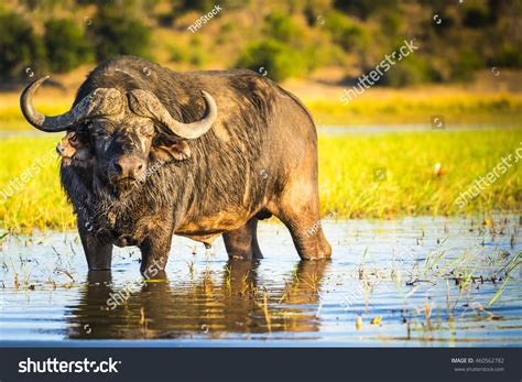 10,525 African Water Buffalo Images, Stock Photos & Vectors | Shutterstock