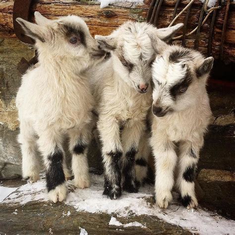 VisitNorway USA on Instagram: “Happy Friday! Nothing like these cute ...