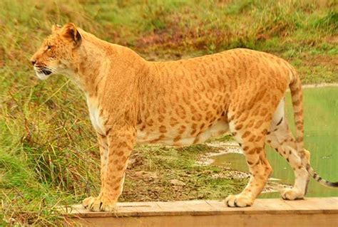 a large brown and white tiger standing on top of a wooden platform next ...