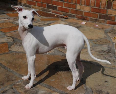 Italian Greyhound