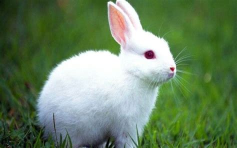 Albino bunny | Cute baby bunnies, Pet rabbit, Cute animals