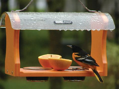 Cleaning Your Bird Feeder Dos and Don’ts – Chirp Nature Center