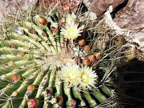 AE Tourism Consulting - Namibia: Desert Flowers of Namibia are BEAUTIFUL!