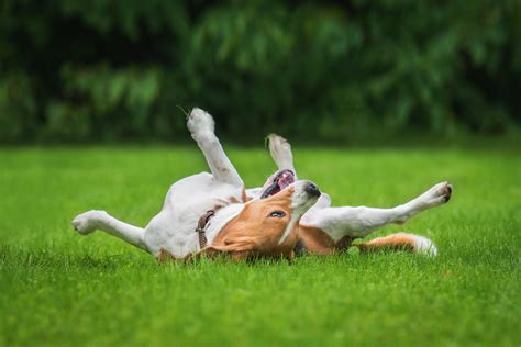 How to train your dog to roll over in 6 easy steps