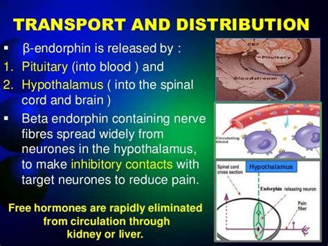 presentation on Endorphin hormone