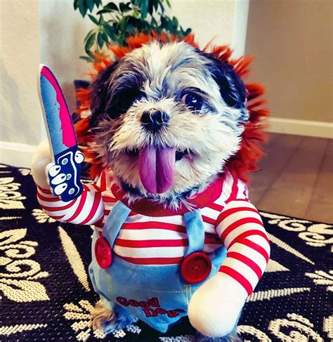 25 Best Small Dog Halloween Costumes.