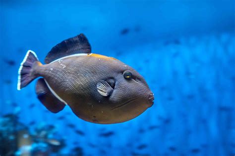 Triggerfish Facts and Aquarium Care Information