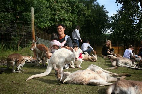 With Kids, We Go...: Western Australia Day 8: Caversham Wildlife Park