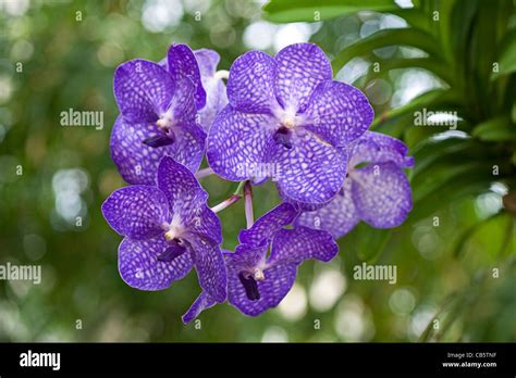 Orchid vanda coerulea hi-res stock photography and images - Alamy