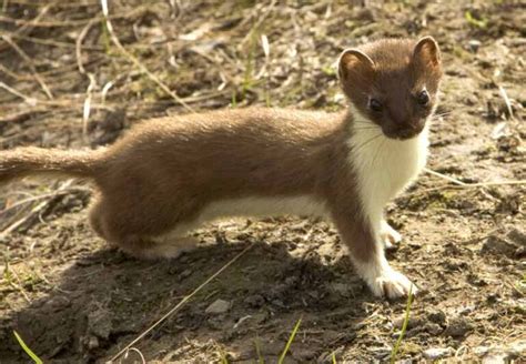 Indonesian Mountain Weasel Facts: Profile, Traits, Diet, Range - Mammal Age