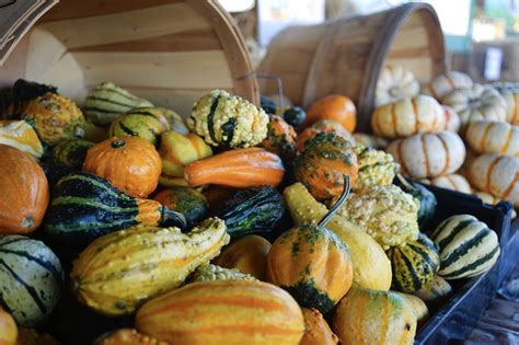 How to Harvest and Dry Ornamental Gourds | How to dry gourds, Pumpkin ...