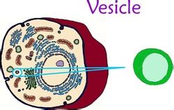 Vesicles (Public Transport) - Cell City