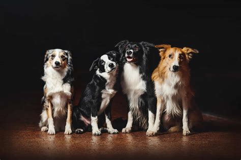 Facts you need to know about the Border Collie colors and markings ...