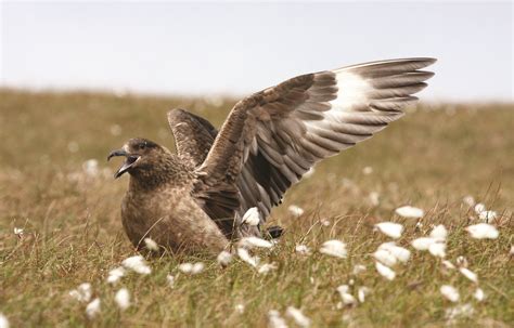 Speyside Wildlife | Shetland.org