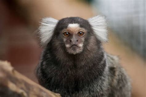 Marmoset - Worldwide Nature