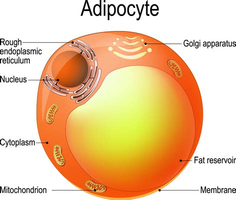 Fat Cell Frenzy – Understanding the Complexity of Obesity | Iverson ...