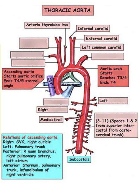 Thoracic Aorta Branches Diagram | Quizlet