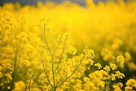 Yellow Flowers In A Field Background, High Resolution, Domestic ...