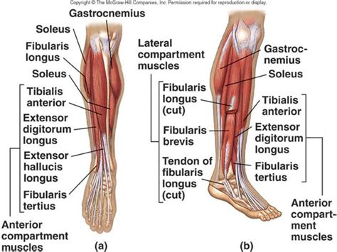 55 best images about anatomy on Pinterest