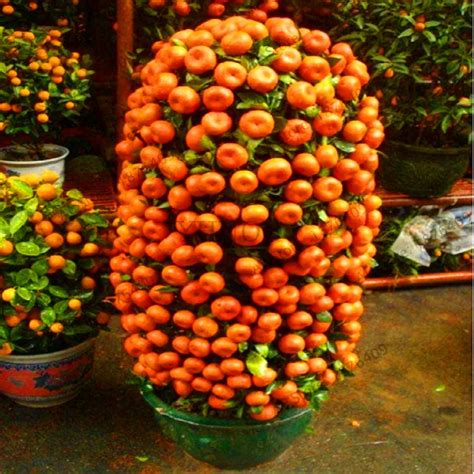 Best Orange Bonsai Tree For Sale of all time Learn more here | earthysai