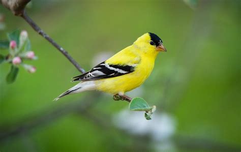 Meet the 3 Types of Goldfinches in the United States - Birds and Blooms