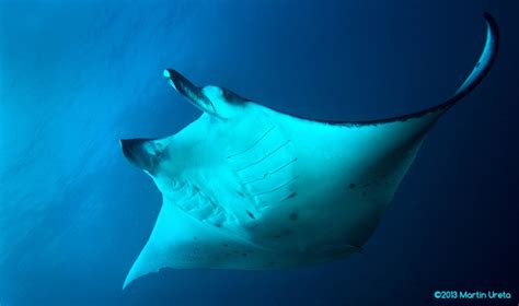 The first photo of a Manta Ray giving birth?? | LIFE OF THE WORLDS