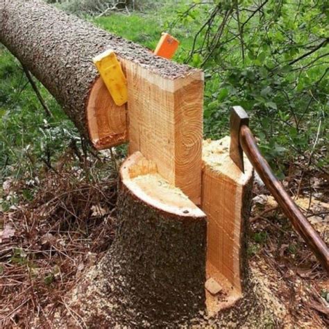 Impressive tree falling skills ???? #diywoodwork | Tree felling, Wood ...