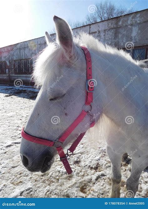 Cute White Horse Face Closeup Stock Photo - Image of beautiful ...