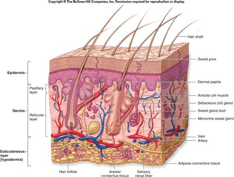 integumentary system diagram - Google Search | Skin anatomy ...