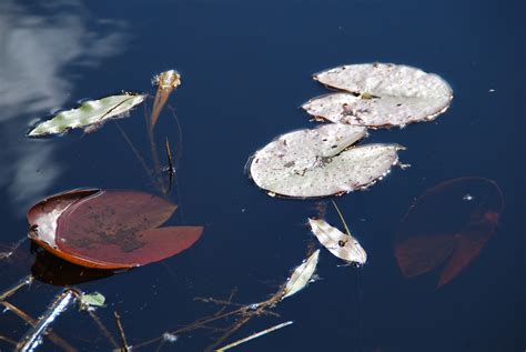 Lily Pad Lake Water Aquatic - Free photo on Pixabay