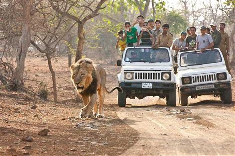 10 Best Jungle Safaris In India: TripHobo