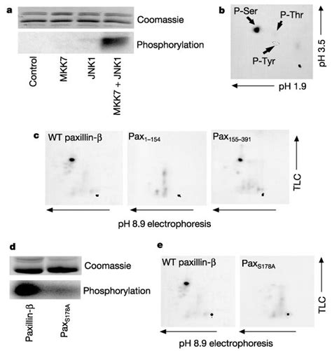 Paxillin is phosphorylated at Ser 178 in vitro.a, Direct... | Download ...