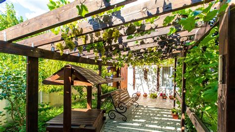 How to Grow Vines on Your Pergola - Flipboard