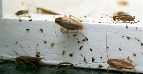 Cockroach Poop: Identifying Roach Droppings vs. Mouse Droppings (and ...