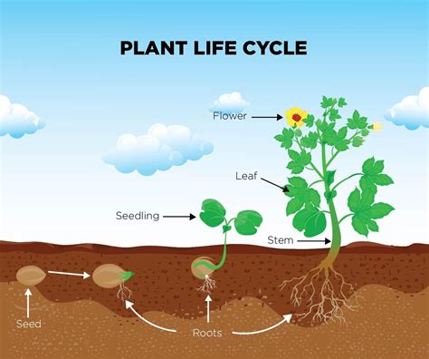 St Thomas' Leesfield C of E Primary School - Plant Life Cycles