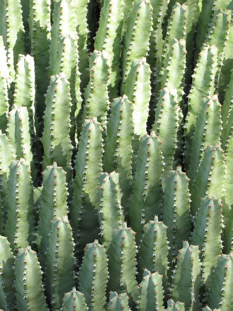 Las Aventuras: Euphorbia or Cactus?