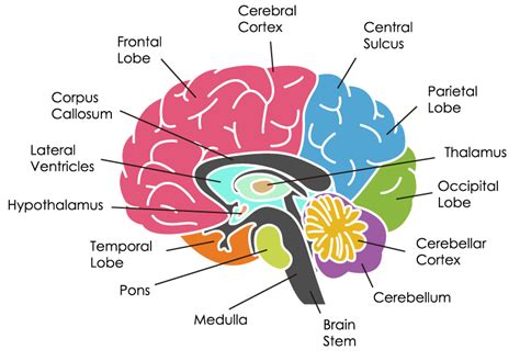 Which part of the brain controls emotion - medicinemain