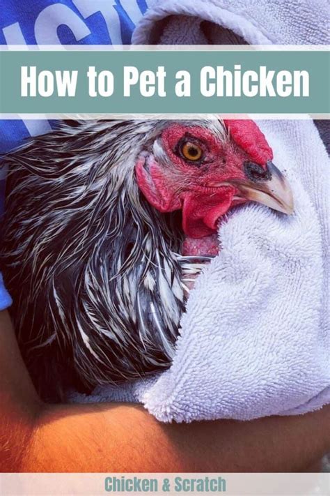 How to Pet a Chicken? - A Beginner's Guide