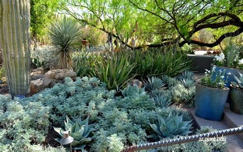 18 best images about { Desert and Semi-Arid Climate Gardens } on ...