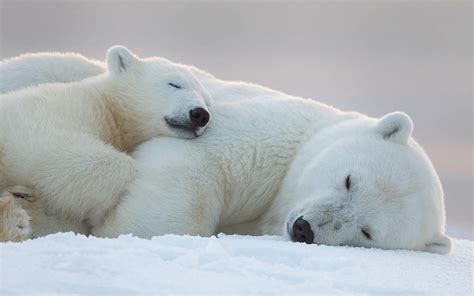 13+ Cute Baby Polar Bears Celebrate International Polar Bear Day ...