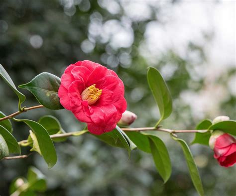 Types of camellias: 10 evergreen varieties for early color | Homes ...