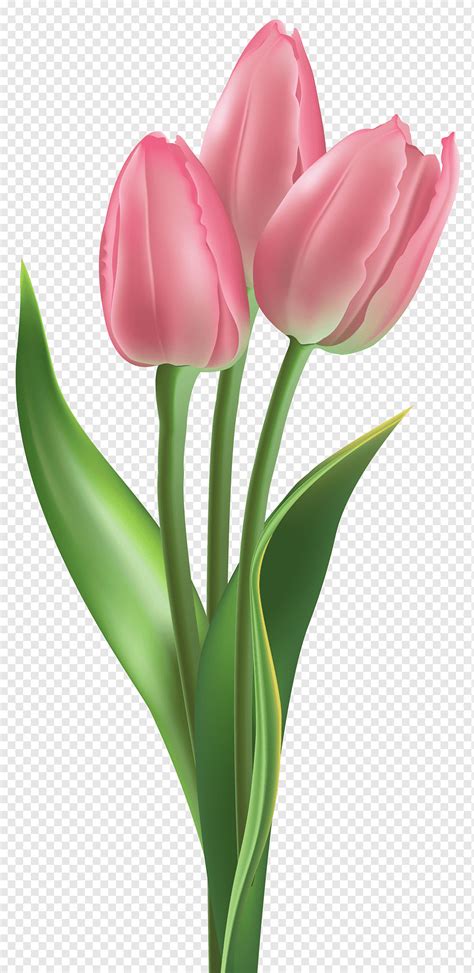 93 Wallpaper Bunga Tulip Pink For FREE - MyWeb