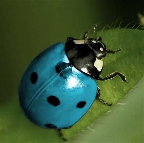 Blue Ladybug - Do They Exist? Which Types and Where. Here's the Answer