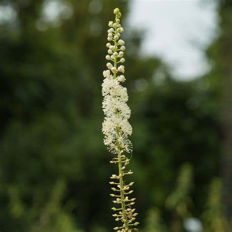 Black Cohosh Flower Essence – Woodland Essence