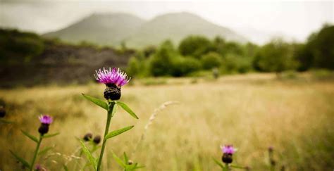 Scotland Traditional Flower | Best Flower Site