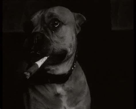 Dog Smoking GIF by Beeld en Geluid - Find & Share on GIPHY