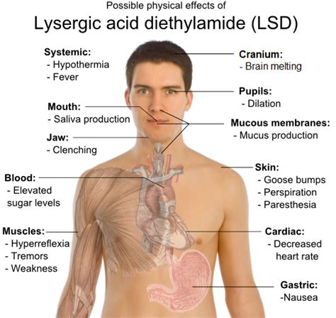 SEE WHAT I SAW: Possible Physical effects of lysergic acid diethylamide ...