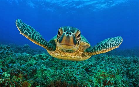 schildkröten | Bilder schildkröte schwimmt unter wasser | HD ...